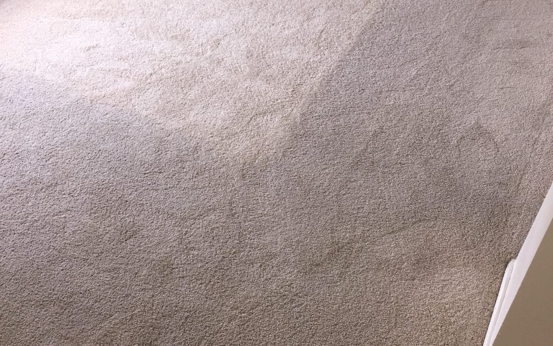 Carpet Cleaning Experts in Mesa, AZ
