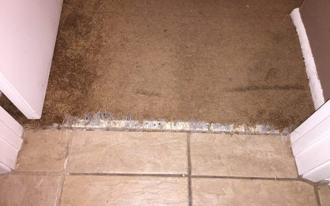 Pet Damage: Carpet Repair in Scottsdale, AZ