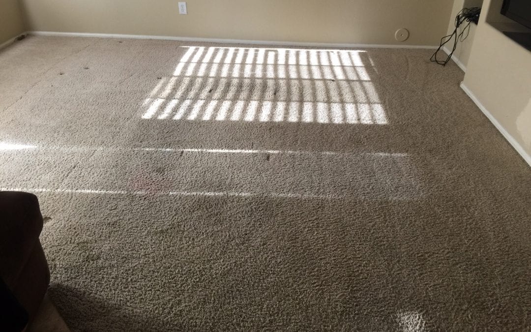 Professionally Cleaning Carpet in Tempe, AZ