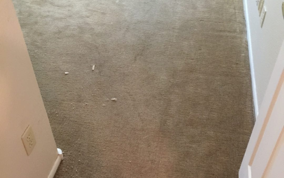 Peoria, AZ: Carpet Cleaning Professionals