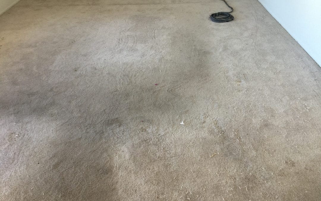 Phoenix, AZ: Carpet Cleaning