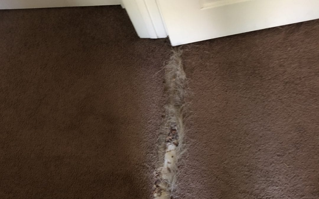 Phoenix, AZ: Carpet Repair